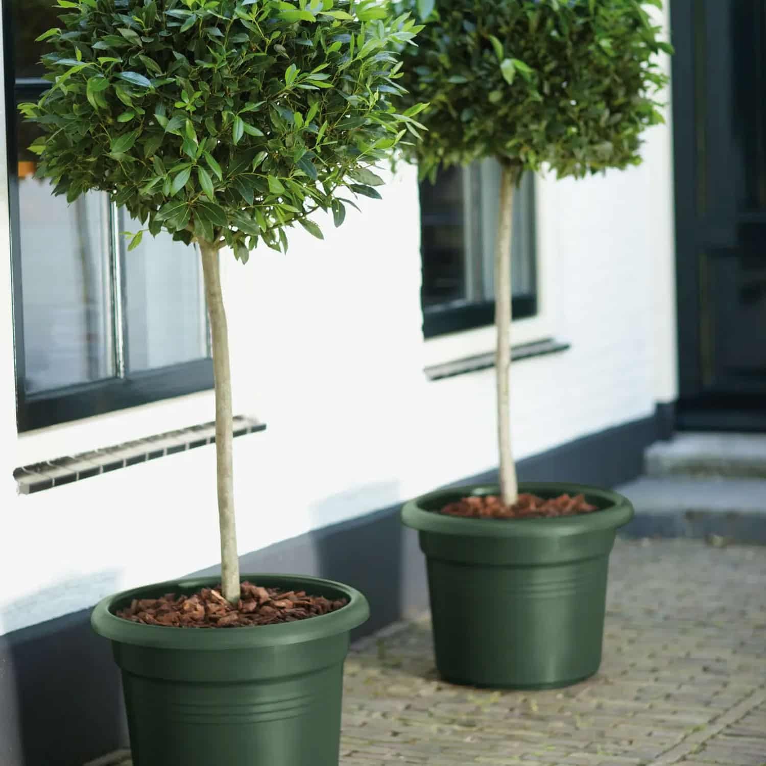 Elho Green Basics Cilinder 55cm Leaf Green - Bild 2
